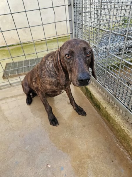 Michele timido segugio dolcissimo con tutti  | Foto 3