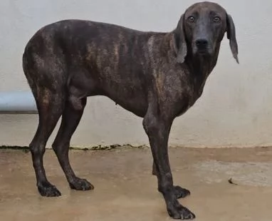 Michele timido segugio dolcissimo con tutti 