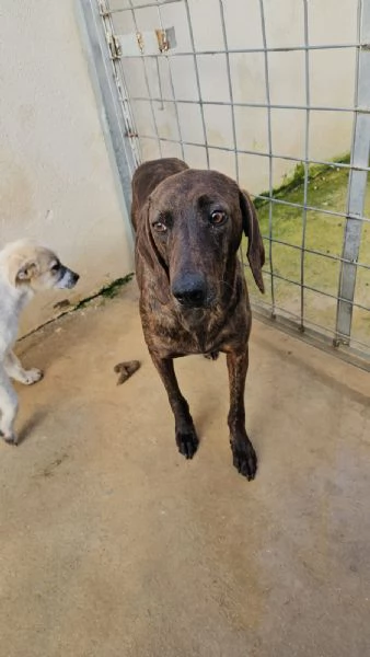 Michele timido segugio dolcissimo con tutti  | Foto 2