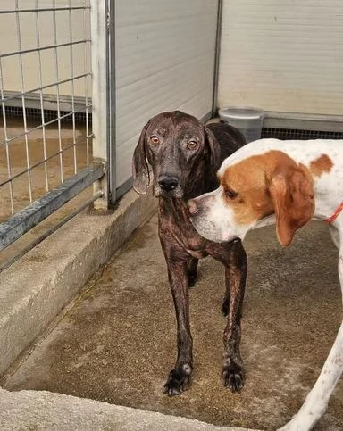 Michele timido segugio dolcissimo con tutti  | Foto 1