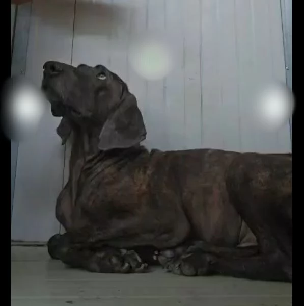 Michele timido segugio dolcissimo con tutti  | Foto 0