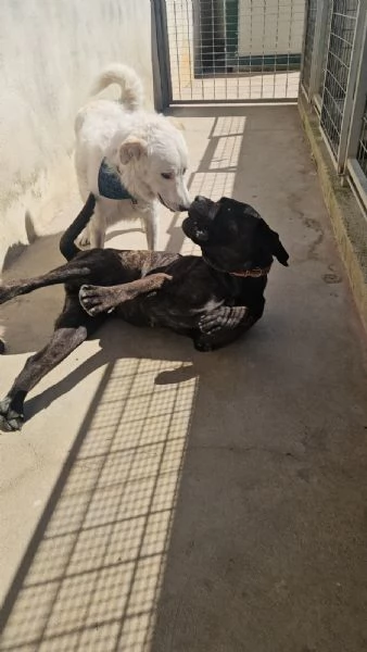 Lucia cane corso dolcissima e socievole 