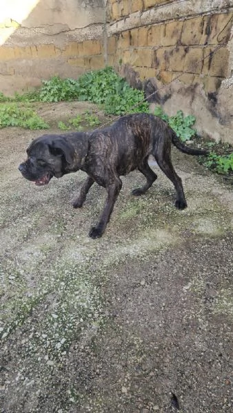 Lucia cane corso maltrattata dolcissima  | Foto 4