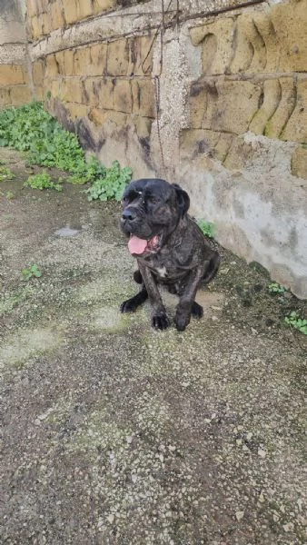 Lucia cane corso maltrattata dolcissima  | Foto 3