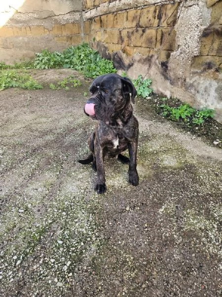 Lucia cane corso maltrattata dolcissima  | Foto 2