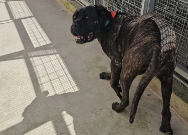 Lucia cane corso dolcissima e socievole  | Foto 3