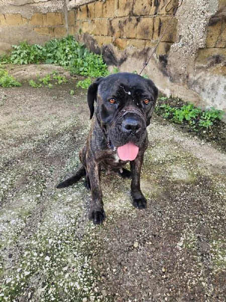 Lucia cane corso maltrattata dolcissima  | Foto 1