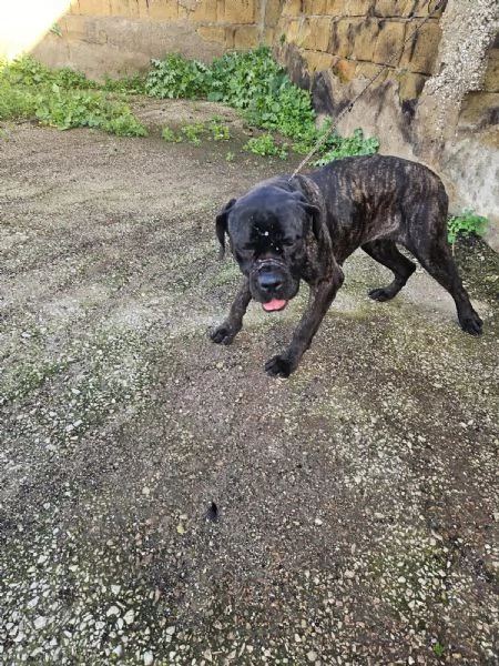 Lucia cane corso maltrattata dolcissima  | Foto 0