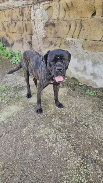 Lucia cane corso maltrattata dolcissima 