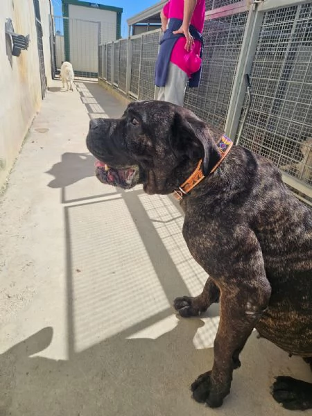 Lucia cane corso dolcissima e socievole  | Foto 0