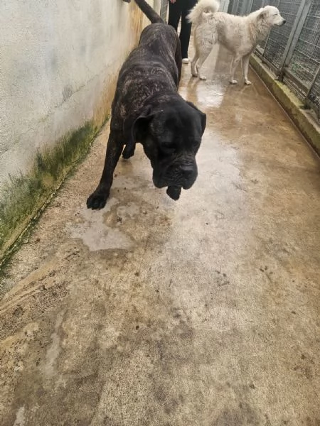 Lucia cane corso maltrattata dolcissima  | Foto 0