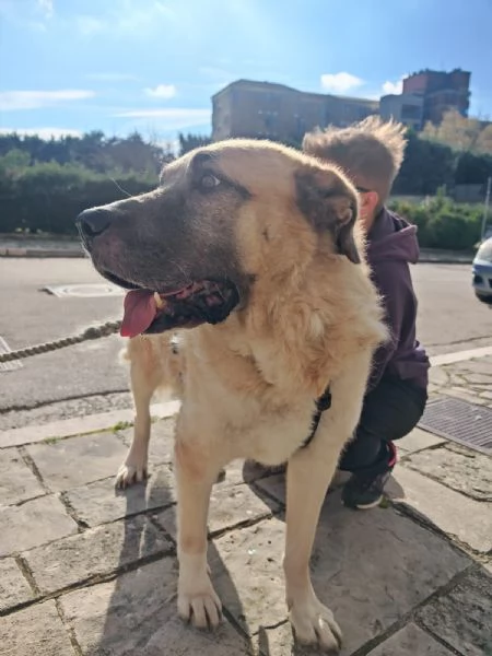 Hulk gigante buono equilibrato coccolone  | Foto 5