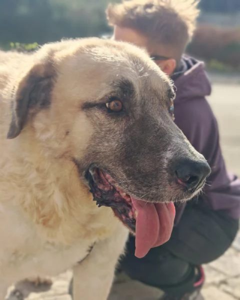 Hulk gigante buono equilibrato coccolone  | Foto 4