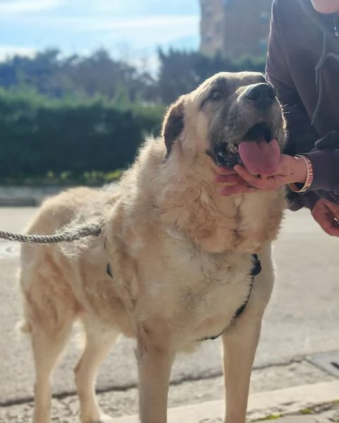 Hulk gigante buono equilibrato coccolone 