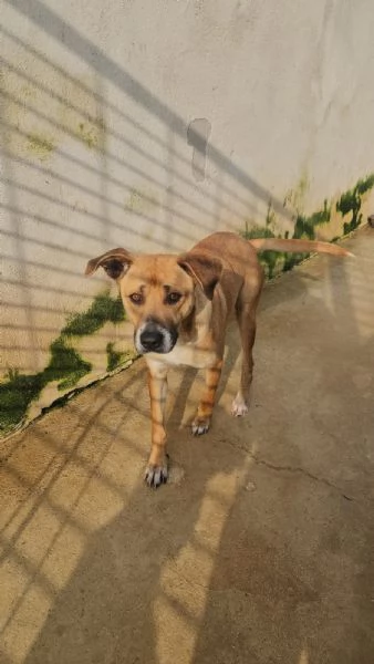 Peppina 3 anni  dolce socievole  | Foto 6