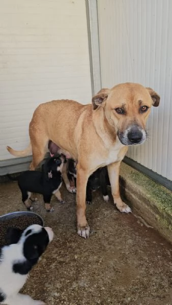 Peppina dolce mammina socievole