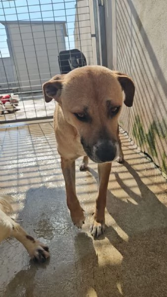 Peppina 3 anni dolce socievole | Foto 5