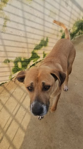 Peppina 3 anni  dolce socievole  | Foto 4