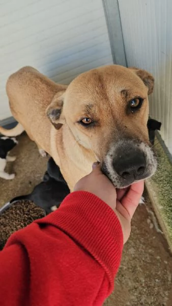 Peppina dolce mammina socievole | Foto 2