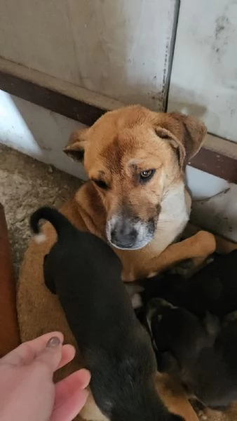 Peppina dolce mammina socievole | Foto 1