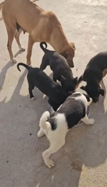 Peppina 3 anni dolce socievole | Foto 2