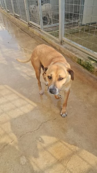 Peppina 3 anni  dolce socievole 