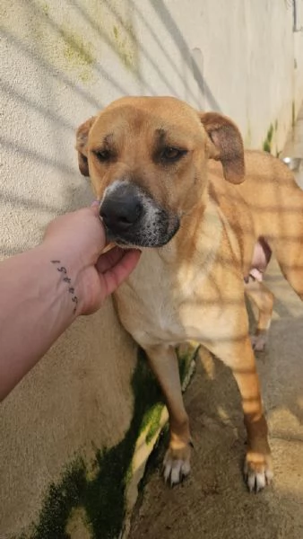 Peppina 3 anni  dolce socievole  | Foto 1