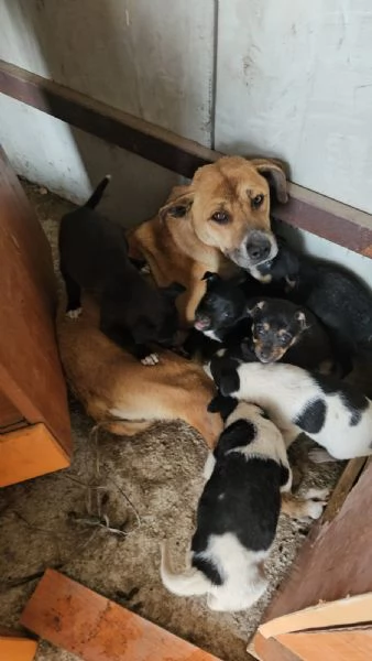 Peppina dolce mammina socievole | Foto 0