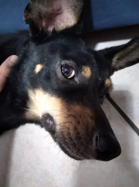 Loki cerca nuova famiglia o stallo casalingo 