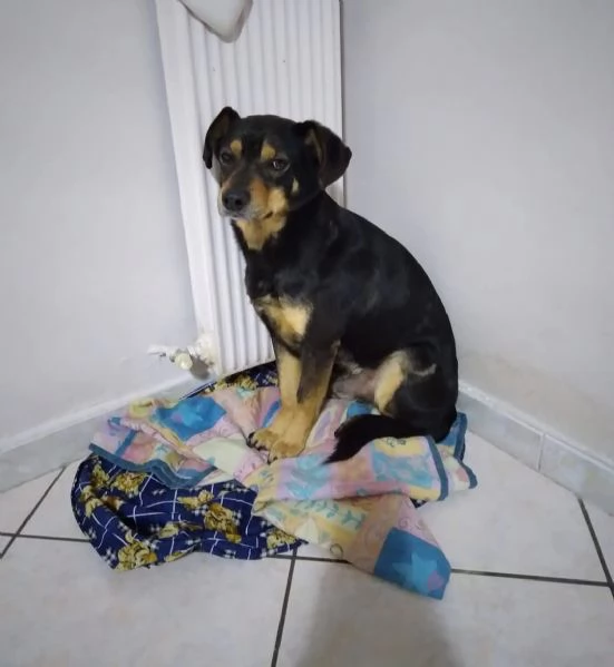 Loki cerca nuova famiglia o stallo casalingo  | Foto 5