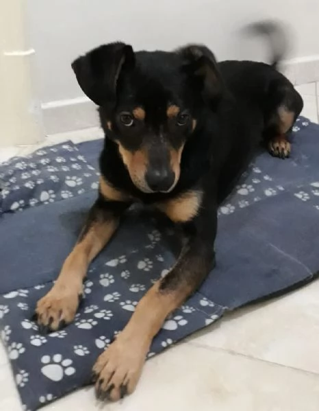 Loki cerca nuova famiglia o stallo casalingo  | Foto 3