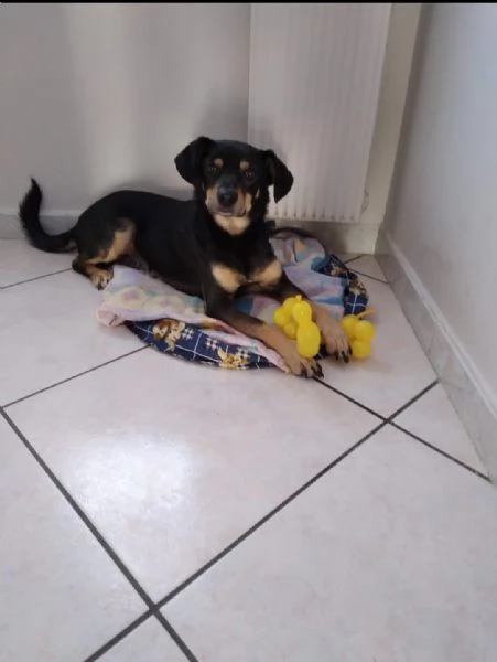 Loki cerca nuova famiglia o stallo casalingo  | Foto 1