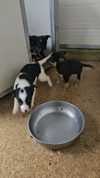 Elba 2 mesi taglia contenuta | Foto 5