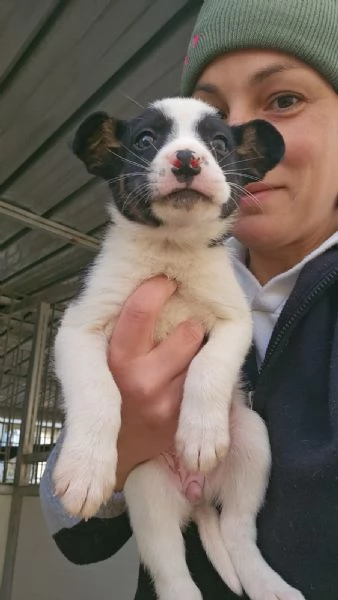 Elba 2 mesi taglia contenuta