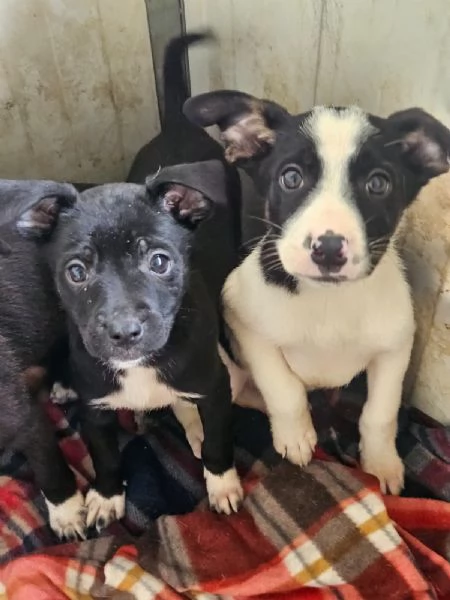 Elba 3 mesi taglia contenuta | Foto 4