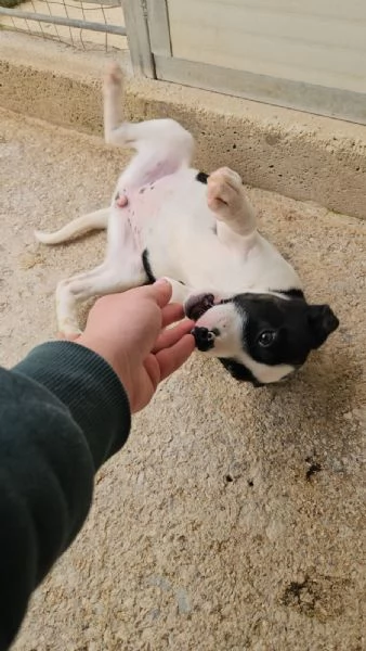 Elba 3 mesi taglia contenuta