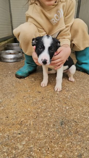 Elba 3 mesi taglia contenuta | Foto 2