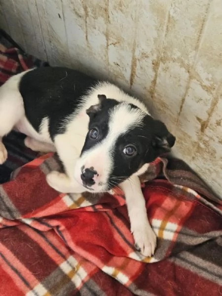 Elba 3 mesi taglia contenuta | Foto 0