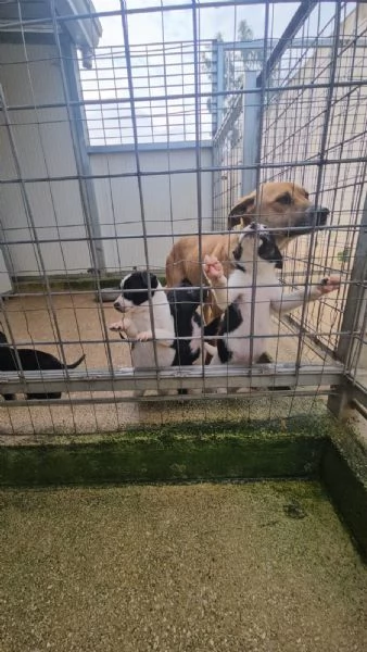 Elba 2 mesi taglia contenuta | Foto 1