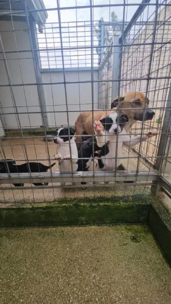 Elba 2 mesi taglia contenuta | Foto 0