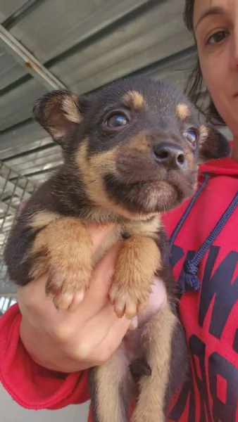 Giglio 2 mesi taglia piccola  | Foto 0