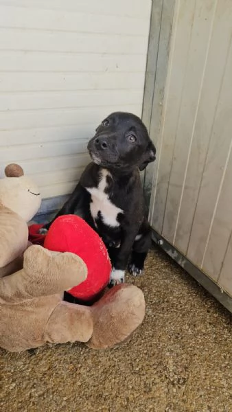 Lipari 3 mesi taglia contenuta | Foto 6