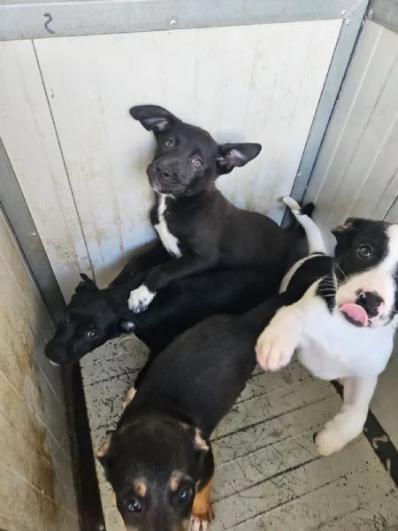 Lipari 3 mesi taglia contenuta | Foto 5