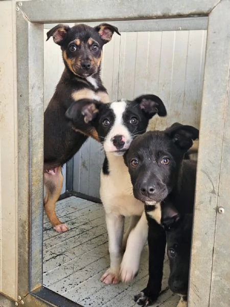 Lipari 3 mesi taglia contenuta | Foto 4