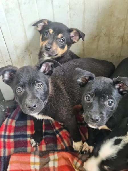 Lipari 3 mesi taglia contenuta | Foto 2