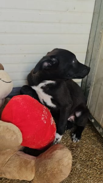 Lipari 3 mesi taglia contenuta | Foto 1