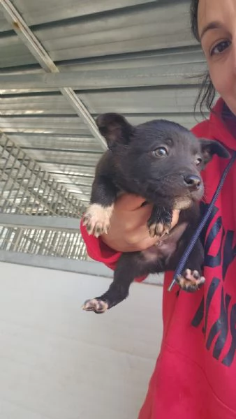 Lipari 2 mesi taglia contenuta 