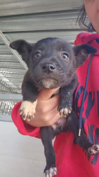 Lipari 2 mesi taglia contenuta  | Foto 0