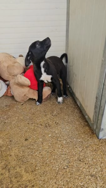 Lipari 3 mesi taglia contenuta | Foto 0