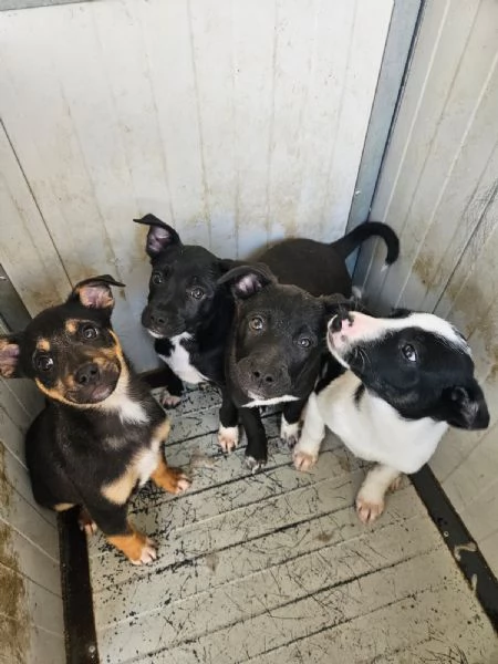 Stromboli 3 mesi taglia contenuta  | Foto 6